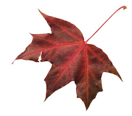 Poster - A leaf of a maple tree is shown in full color. The leaf is red and has a slightly brownish tint. The leaf is positioned on a white background, which makes the leaf stand out and appear more vibrant