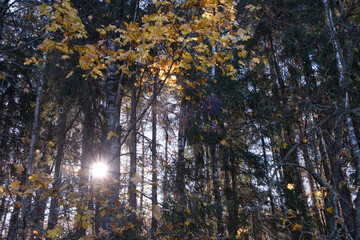 Aufkleber - A autumn tree with leaves that are yellow and brown. The sun is shining through the leaves