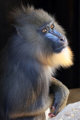 Wall Mural - Mandrill (Mandrillus sphinx) close up on blurred background