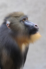 Wall Mural - Mandrill (Mandrillus sphinx) close up on blurred background