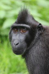 Wall Mural - crested macaque (macaca nigra) close up