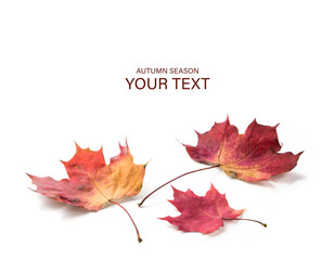 Aufkleber - Autumn season is shown with a white background. maple leaves are red and brown. The leaves are scattered on the ground
