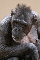 Wall Mural - chimpanzee (pan troglodytes) in the forest close up