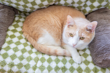 Naklejka na meble Cute Orange Tabby Cat with White Fur in Close-Up Portrait