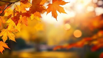 fall background with maple branch