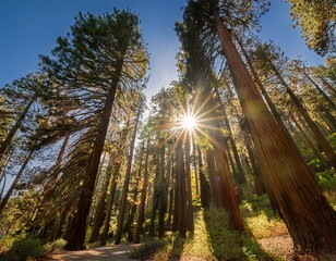 sunlight streaming through trees san bernardino national forest california usa