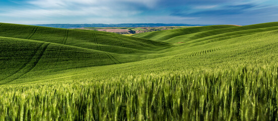 Panoramic vista of green fields, wheat growing in agricultural area of Palouse, Washington 