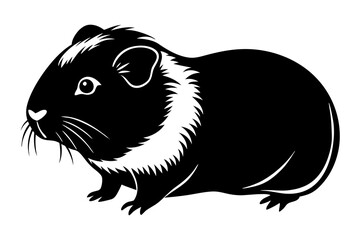 Poster - Guinea pig on the white background