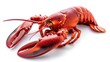 © Imsuniyah - Cooked Lobster with Claws and Tail Extended on a White Background