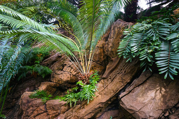 Fern plant growing out of a red sandstone.