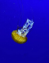 jelly fish in the water