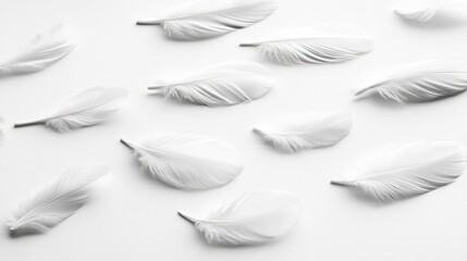 Poster - scattered white feathers on a simple white background