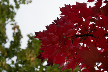 Wall Mural - Brunch with sugar maple red leaves  against overcast sky