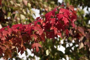 Wall Mural - Brunch with sugar maple red leaves covered with rain drops - 1