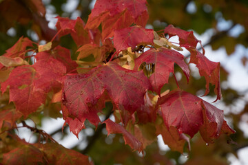 Wall Mural - Brunch with sugar maple red leaves covered with rain drops - 2