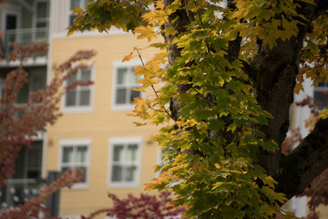 Wall Mural - Maple branches with yellow and green leaves in front of tall yellow condo building in Redmond downtown