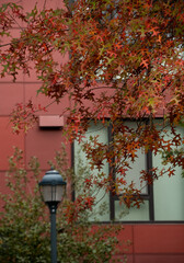 Wall Mural - Redmond, Seattle, abundance, autumn, foliage, northwest, oak, red, suburb, red wall, Redmond Way, streetlamp, downtown, urban, Clevelnad