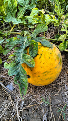 round yellow watermelon plant that creeps