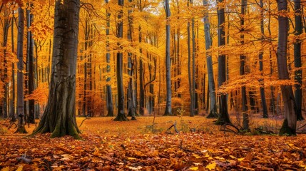 Poster - Golden leaves blanket the forest floor as sunlight filters through tall trees, creating a serene atmosphere of autumn beauty. Generative AI