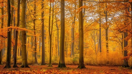 Poster - A stunning display of autumn colors as golden leaves adorn tall trees, creating a peaceful forest atmosphere during fall. Generative AI