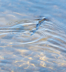 Canvas Print - The water is calm and still, with ripples forming around a fish