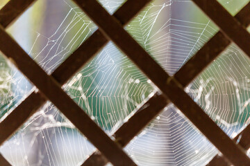 Wall Mural - A spider web is seen through a lattice window