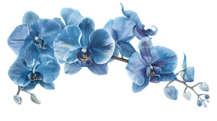 Wall Mural - blue orchids png transparent background