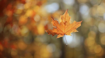 Wall Mural - single autumn leaf suspended with bokeh background