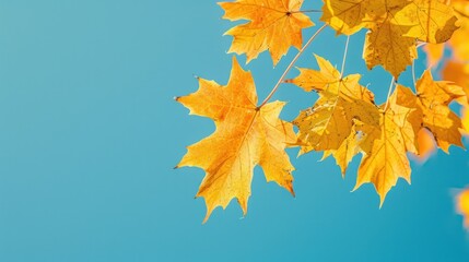 Wall Mural - golden autumn maple leaves against a blue sky