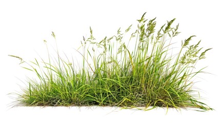 lush green grass patch isolated on white background