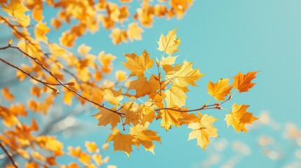 Wall Mural - golden autumn leaves on a branch against a blue sky