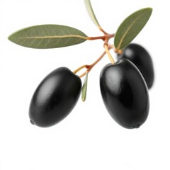 olive black isolated on white background clipping path full depth of field