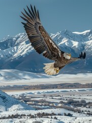 Wall Mural - An eagle soars above a snowy landscape. AI.