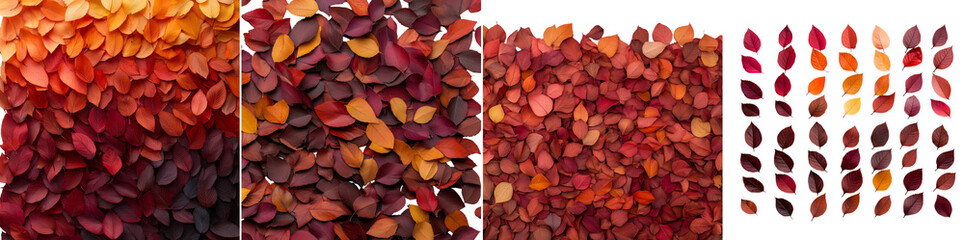 An isolated display of colorful autumn leaves in various shades of red, orange, and brown, perfect for use in seasonal decorations or creative projects isolated PNG