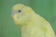 © I Wayan Sumatika - The face of a graceful and beautiful parakeet. This hook-billed bird has the scientific name Melopsittacus undulatus.
