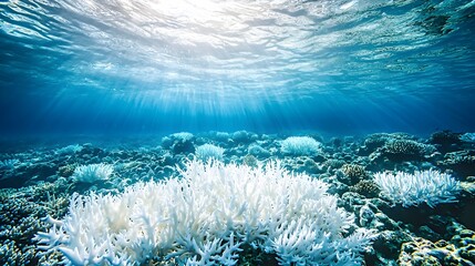 Wall Mural - bleached coral reef under warm ocean waters symbolizing climate change impact on marine ecosystems