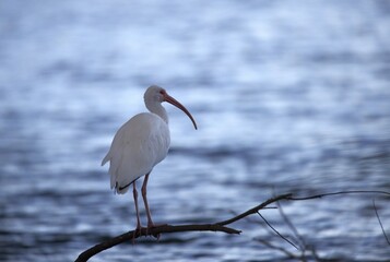 Wall Mural - ibis in yhe lake