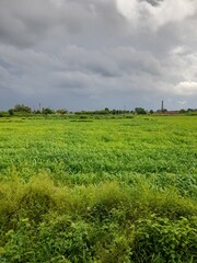 Cultivation. Pearl millet is one of the two major crops in the semiarid, impoverished, less fertile agriculture regions of Africa and southeast Asia.