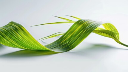 Wall Mural - A single, green leaf with yellow stripes, curved and twisted on a white background.