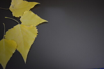 Unusual and creative photos of bright, dry, golden poplar leaves are arranged in different versions on brown, dark, black backgrounds.