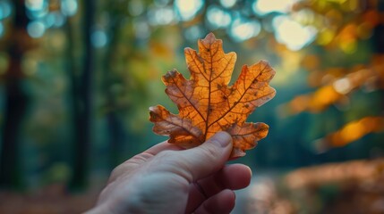 Wall Mural - hand holding a single dried orange leaf in a forest setting