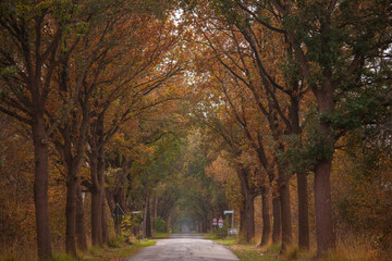 Canvas Print - Play of colors in autumn