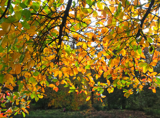 Colours of autumn fall - beautiful black Tupelo tree in front of blue sky