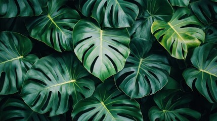 Aufkleber - Lush Green Monstera Deliciosa Leaves Texture