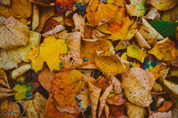 Different yellow leaves on the floor in autumn.