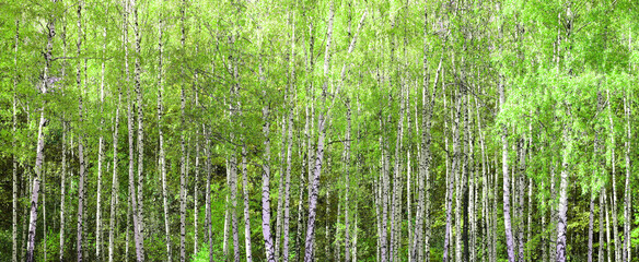 Wall Mural - Beautiful birch trees with white birch bark