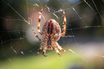 Wall Mural - Spider on the web.