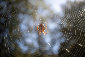 Wall Mural - Cross spider on a spider's web.