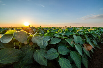 Wall Mural - Golden sunset horizon casting warm light over a vibrant soybean crop field