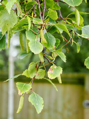 Close-up of a silver birch branch showing the spring foliage and catkins